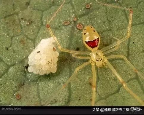 这60种罕见动物你见过几个,60种灭绝的动物