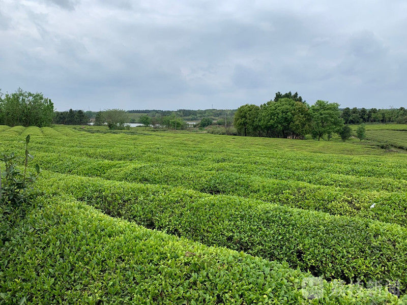 10岁女孩遭杀害31年后邻居落网,10岁女孩被13岁男孩杀害原因