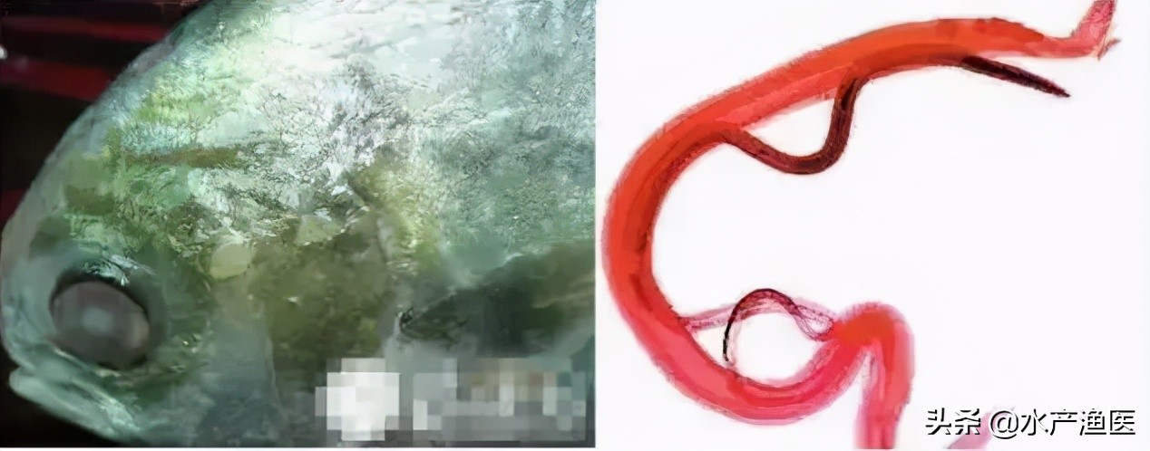 养殖鱼常见体外寄生虫,23种鱼类寄生虫图片库