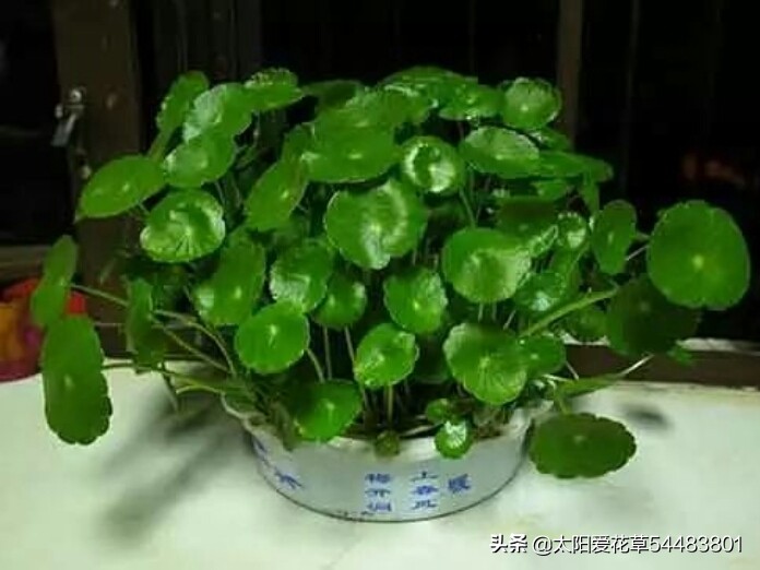 绿植浇什么水又绿又好,绿化植物怎样高效浇水