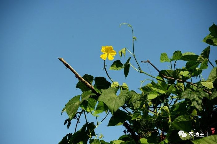 你是否曾经也向往过农村生活,向往田园生活和体验往往有差距