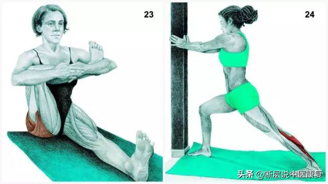 搏击肌肉拉伸图谱,最全的肌肉拉伸图谱