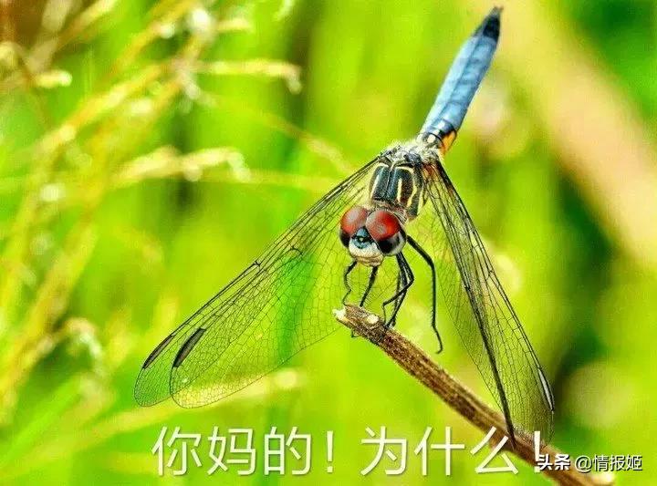 嘴臭表情包,爆火表情包背后的故事