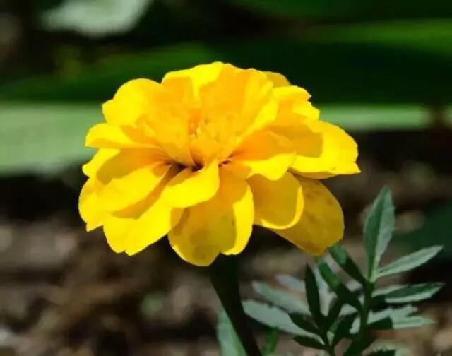 孔雀草叶,孔雀草花色艳丽