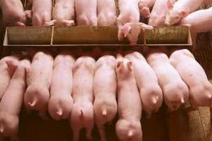 母猪产仔过多要怎样养活,提高母猪产仔成活率论文