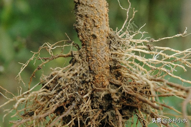 冬季大棚辣椒叶片萎蔫什么原因,辣椒萎蔫病的原因