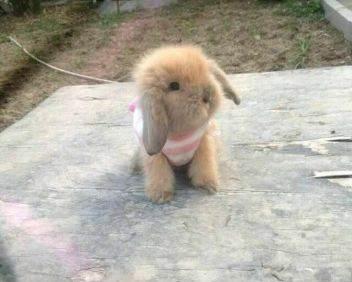 兔子喝水喝多了会怎么样,兔子喝多了水会怎么样