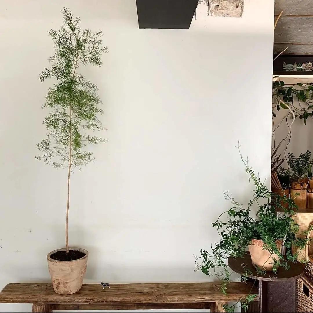 网红必备的高颜值绿植,ins风的网红绿植