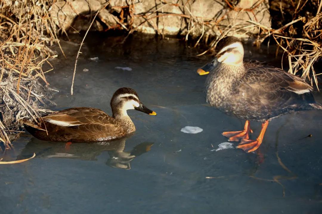 涂上黄色的“润唇膏”，TA就是野鸭中最靓的仔