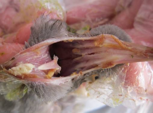 鸽子最常发病症,最见效的治疗方案,这些用药处方一定收藏