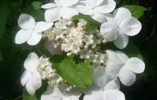 全国56个城市的市花,全国56个城市市花一览