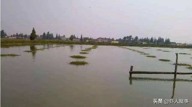 最新螃蟹的养殖技术,螃蟹养殖技术知识和技巧