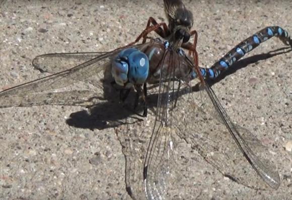 看着像苍蝇但是尾巴比苍蝇长,看着像苍蝇的小飞虫是什么