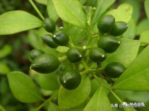 骞哥涔呬箙鐢滅敎铚滆湝,骞哥涔呬箙