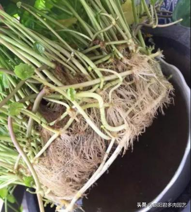 养铜钱草水里边有虫子放点什么,养铜钱草的水里有青苔