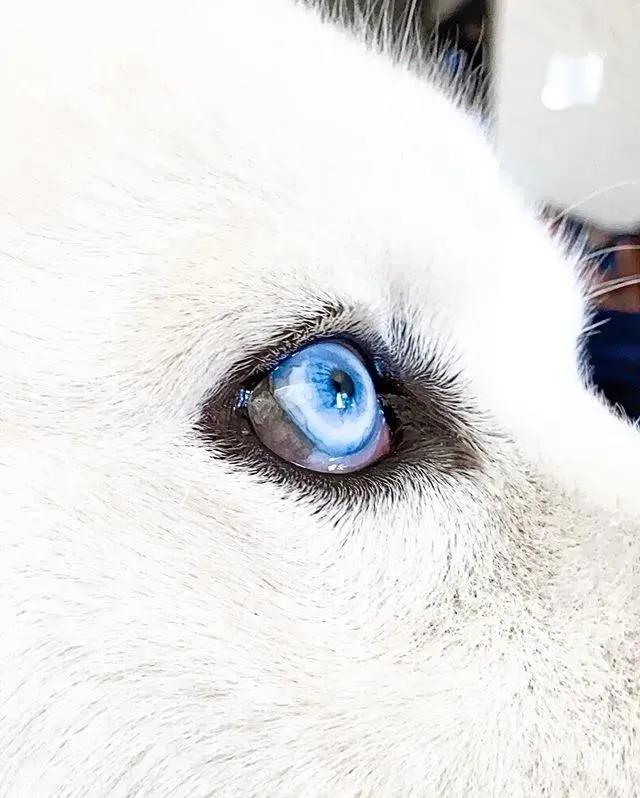 网友家的狗出门常被认错，二哈：“你才是萨摩，老子是哈士奇！”