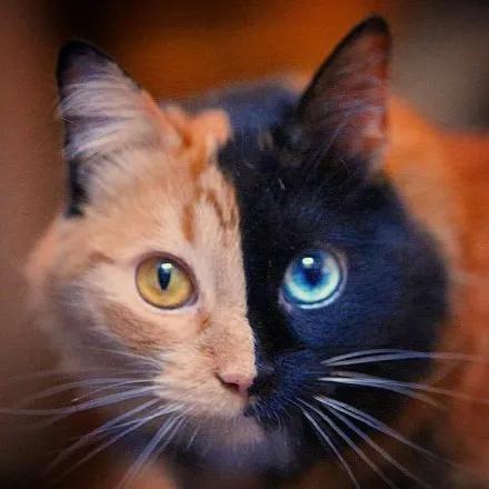 猫咪的眼睛好漂亮,猫咪的眼睛为什么又大又好看