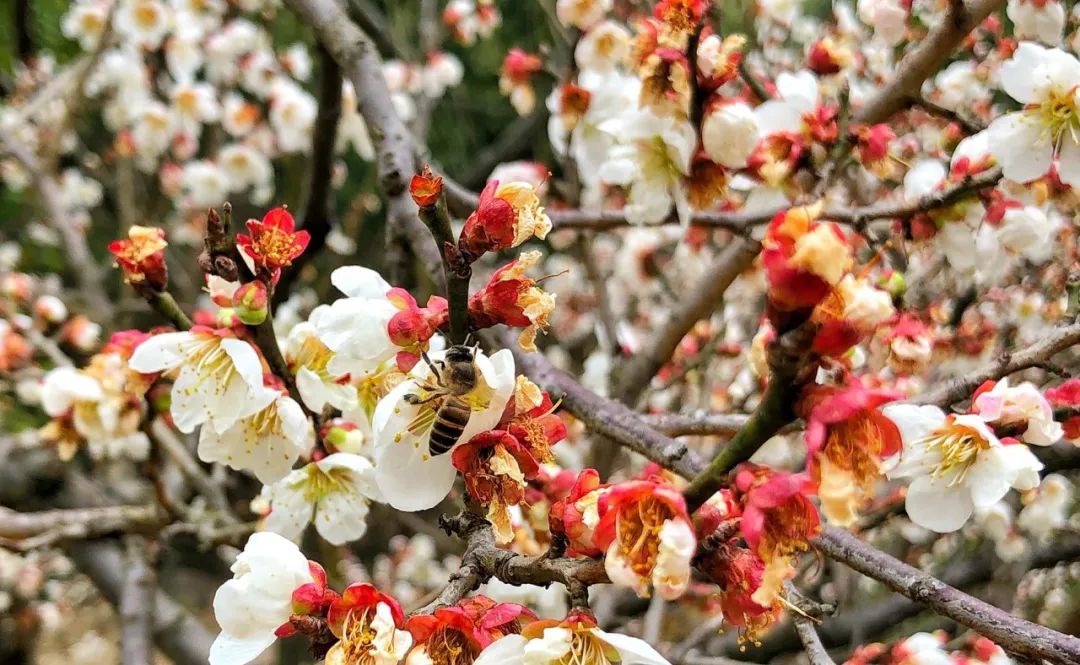 穹窿山国家森林公园接待游客,穹窿山景区旅游感受