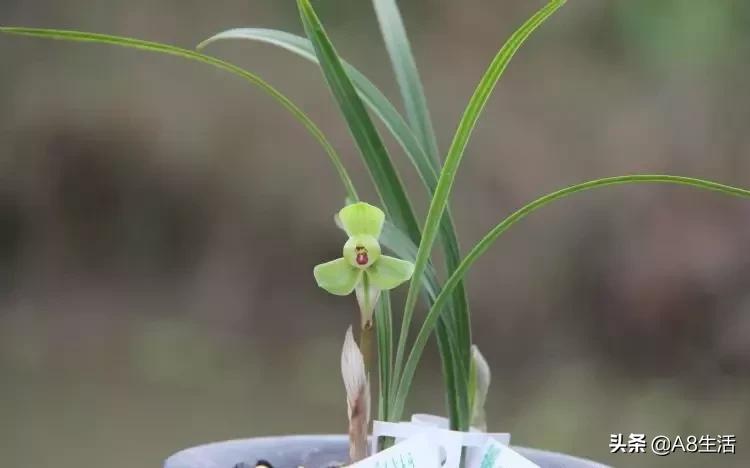 每日一品～中国兰花～春兰茗品～美芬荷