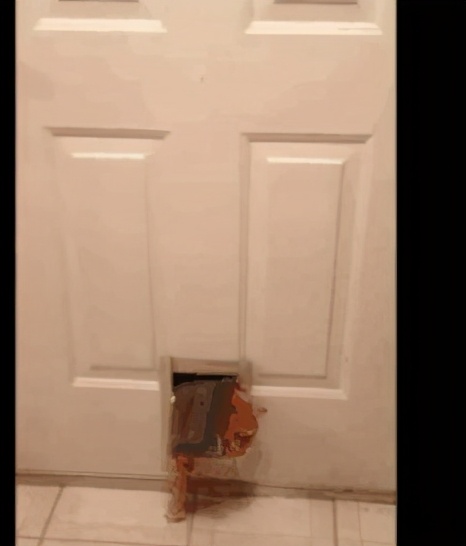 液体猫和橘猫,橘猫是液体猫吗