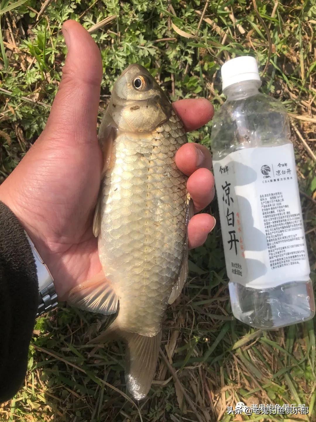 单开红虫,单开红虫拉饵