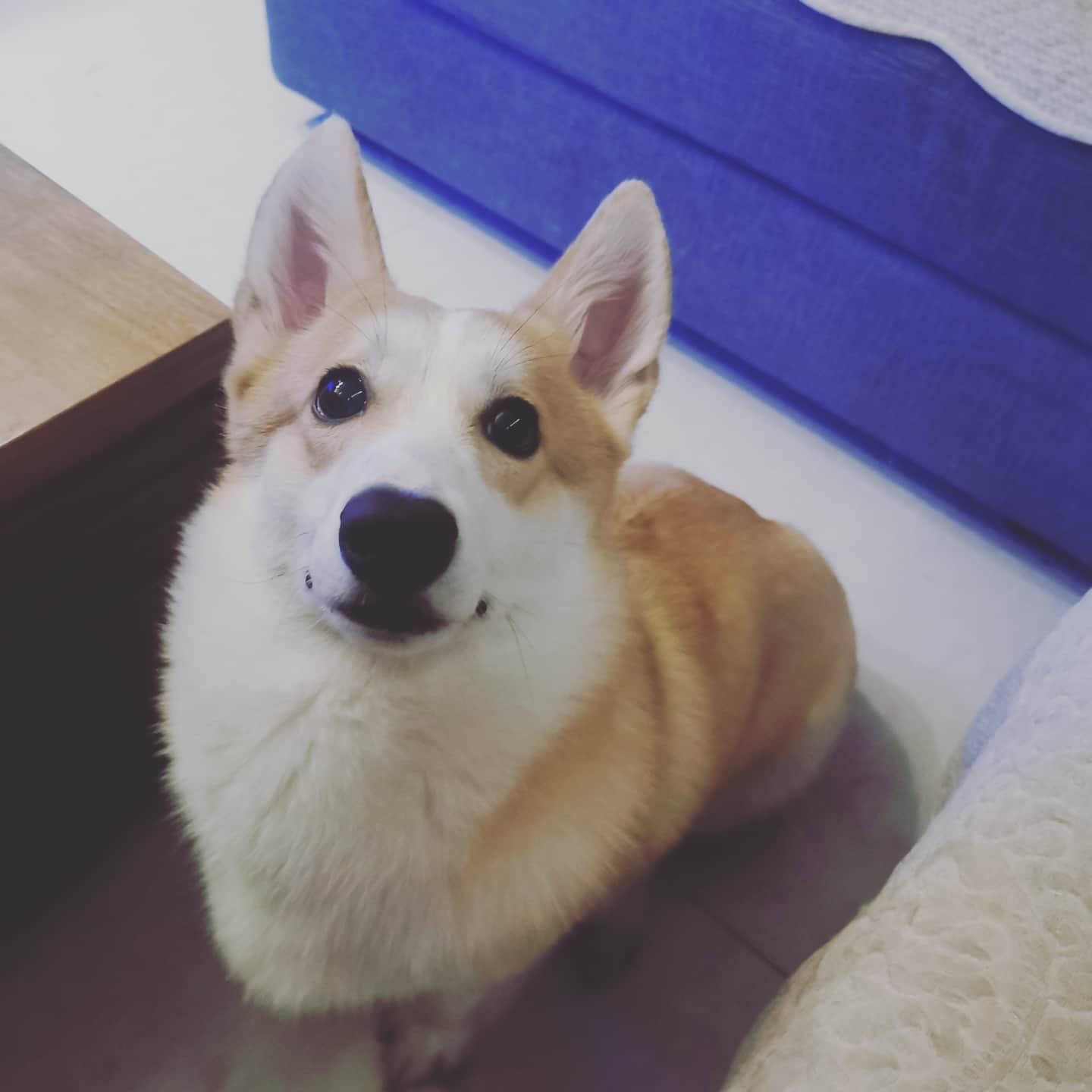 怎样选一款适合自己狗狗的狗粮,怎样选一款适合狗狗的狗粮