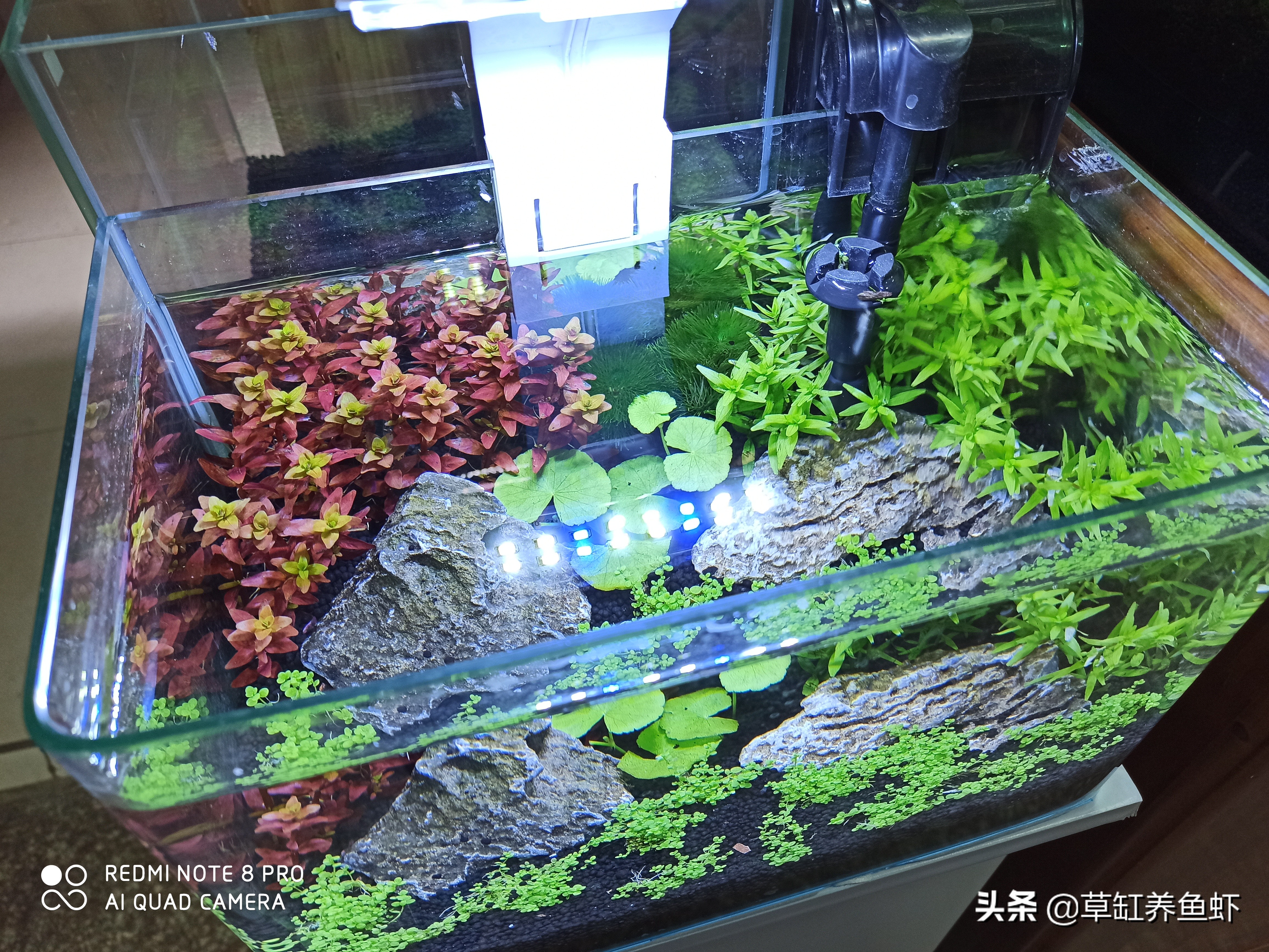 新手养鱼心理,新手养鱼爱折腾