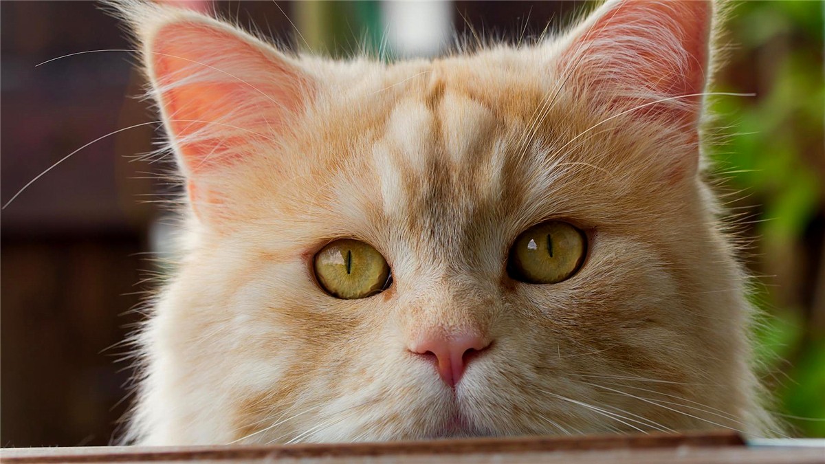 橘猫为什么不叫黄猫,橘猫不叫是什么原因