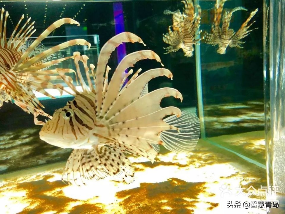 青岛威海烟台夏天哪个凉快,青岛夏季游玩攻略大全