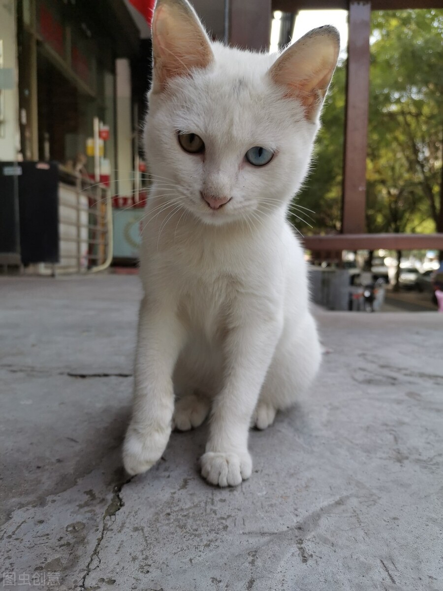 甯歌鐨勪竷绉嶄腑鍗庣敯鍥尗闆呯О,涓崕鐢板洯鐚彜浠g殑闆呯О鏈夊濂藉惉