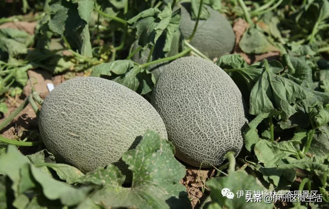 新疆哈密地区伊吾县,新疆哈密伊吾县视频