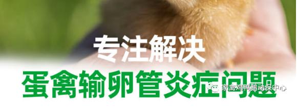 鸡蛋早价丨2021.8.12日全国部分地区蛋价走势继续上涨价格稳定