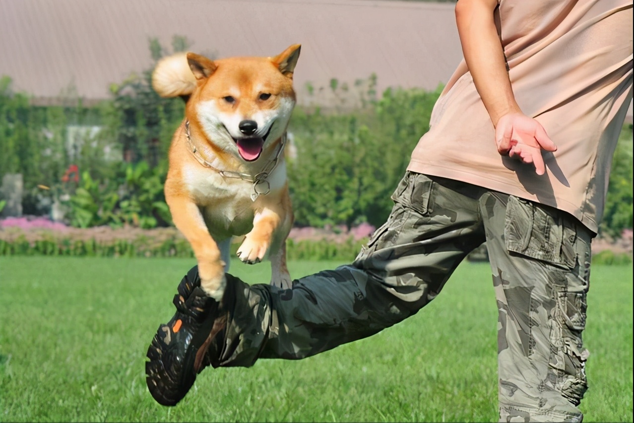 狗狗又吐又抖是什么原因,狗狗老是摇头抖耳朵是什么原因