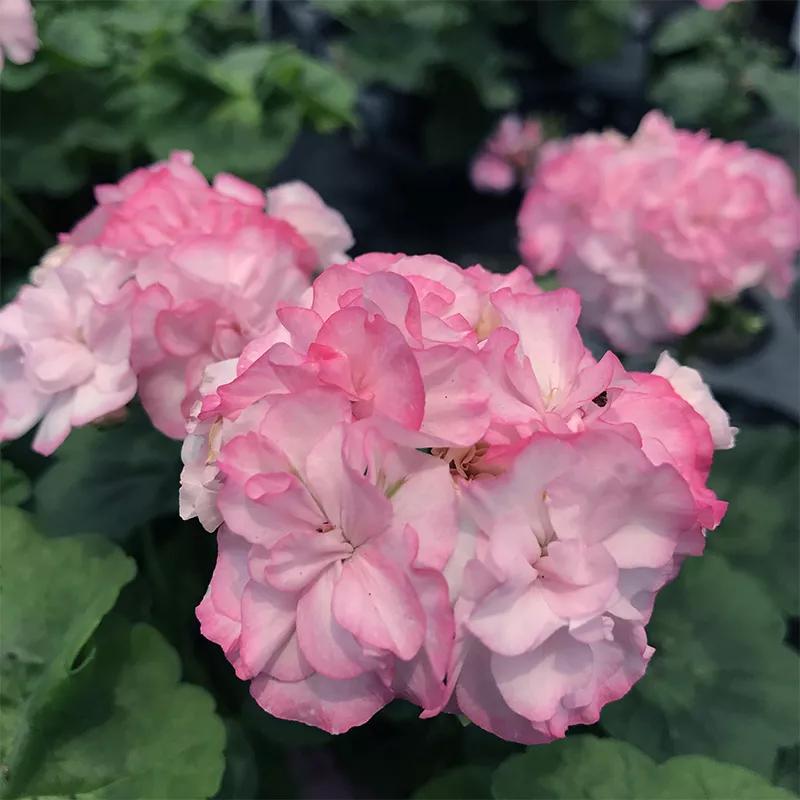 10种天竺葵,天竺葵100种图片大全