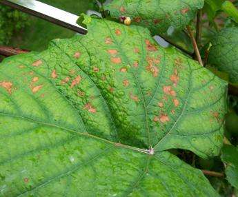 刚长出葡萄叶片发黄褐色斑点,葡萄叶片发黄可以用磷酸二氢钾吗