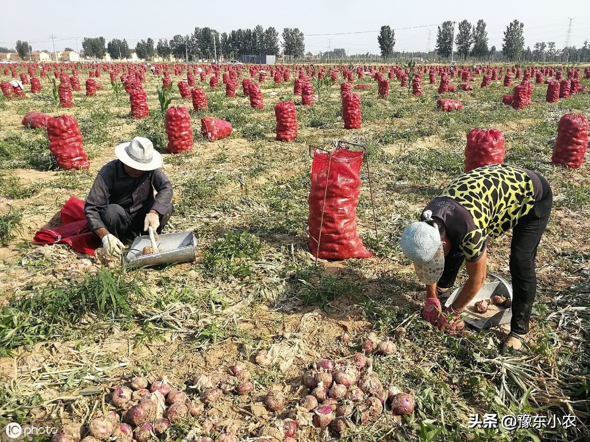 北方洋葱怎么减少出苔,洋葱出苔多影响产量吗