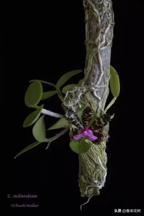 绚烂多彩的神奇植物,一种特别神奇的植物