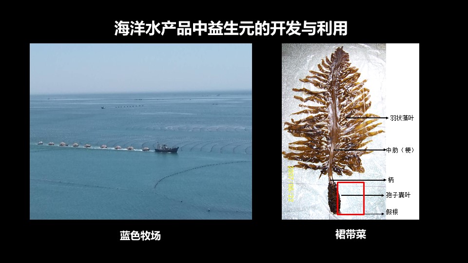 肠道菌群最新科研进展,肠道菌群与疾病的研究进展