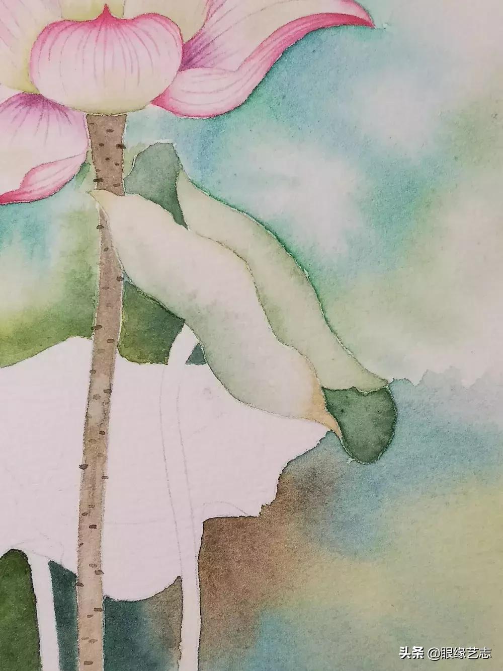 水彩莲花画法教程,白色荷花水彩画法教程