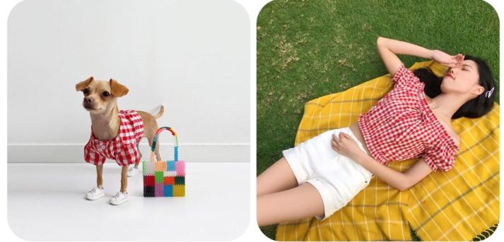 还在自嘲单身狗？快醒一醒！看看汪星人都拥有LV限量款了