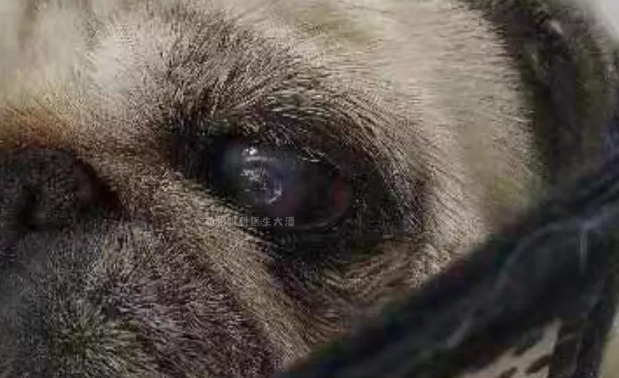 狗狗眼球受伤溃疡水肿怎么办,狗狗眼睛红肿眼球突出