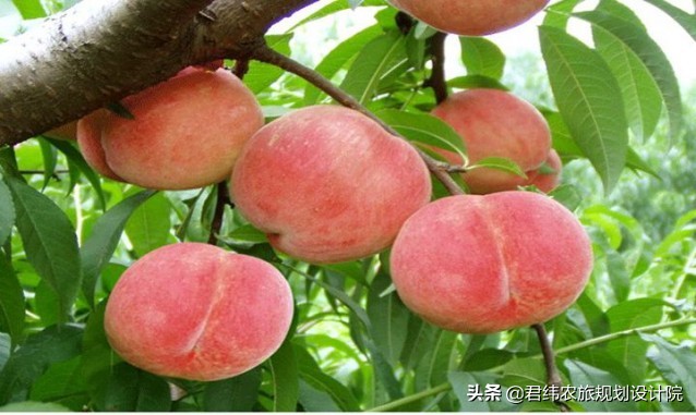 德安老山湾生态庄园一日游,江西山谷春果桑园生态旅游山庄