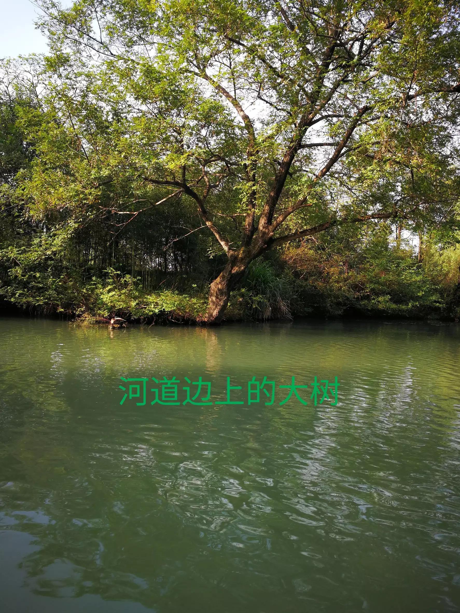 游览杭州西溪湿地,荡漾在四通八达的河道上,沁人心脾,一起看看