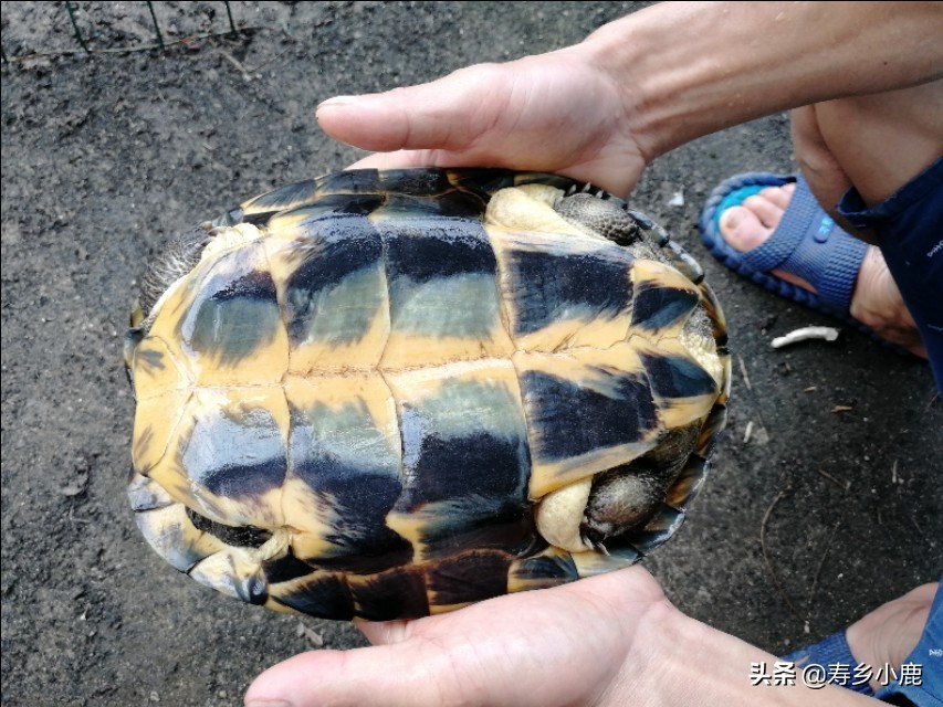 石金钱龟掉价视频,石金钱龟两斤值多少钱