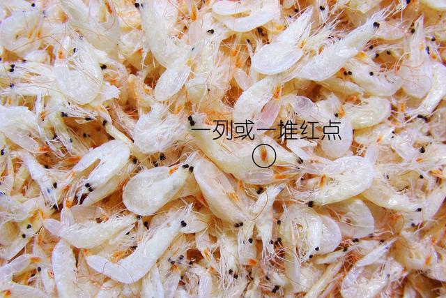 虾说,这是一篇让你不仅会吃,还会认……一文解决“虾”认识