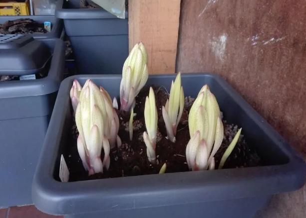 百合花有百年好合之称,百合花寓意吉祥图片