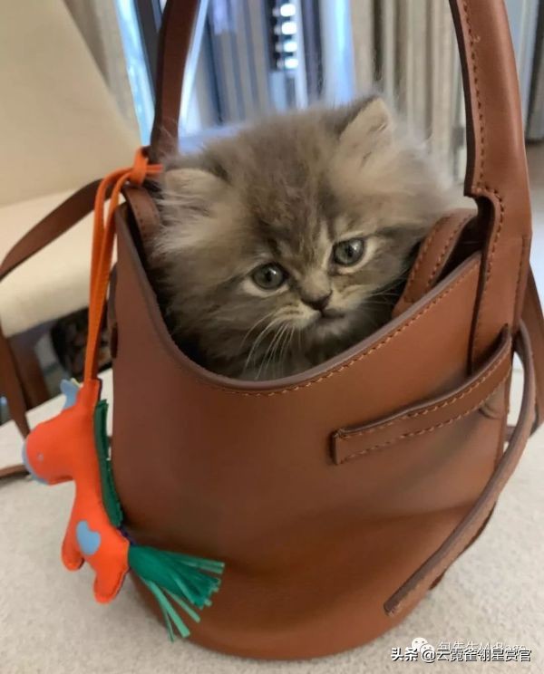 好看又大的宠物包,超好看的宠物包