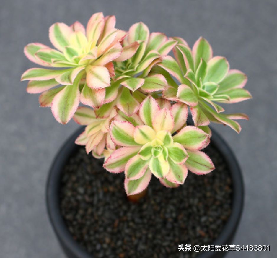 法师多肉休眠期怎么养,怎么判断多肉法师休眠