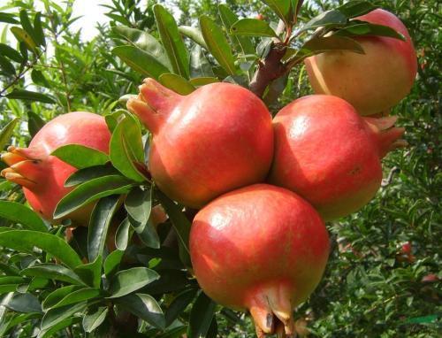 石榴核怎样种,石榴的果核可以种吗