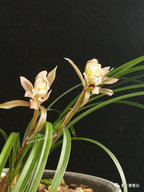 春兰哪个品种叶子好看花也好看,春兰品种名称及开花图片欣赏